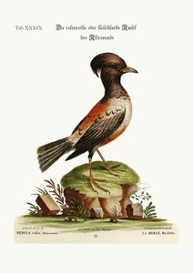 Aldrovandi